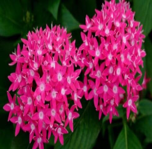 Pink Pentas Flower Seeds
