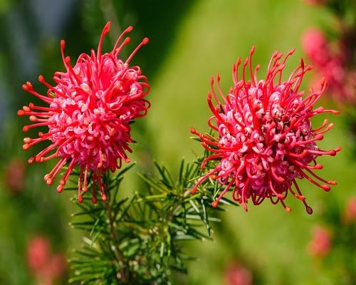 Red Grevillea Flower Seeds