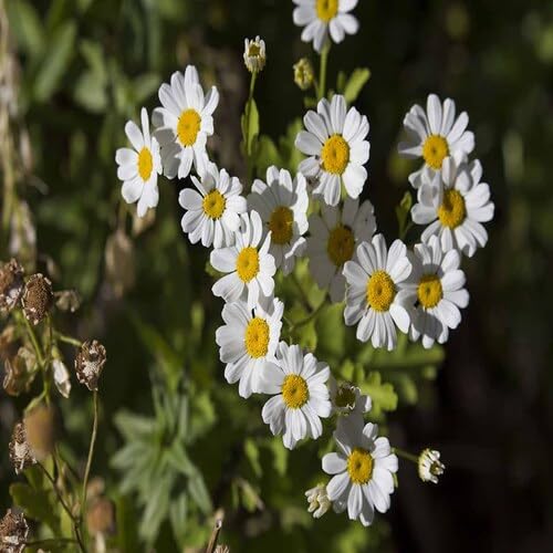 Pyrethrum Cinerariifolium Flower Seeds