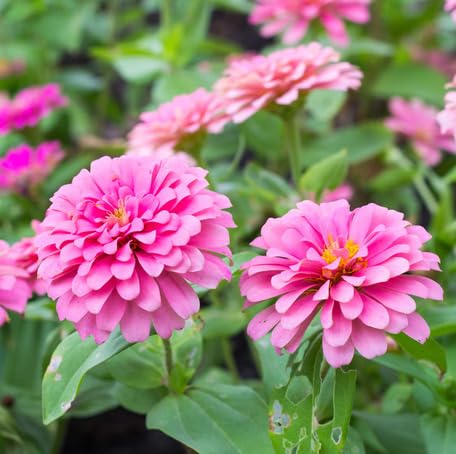 Pink Zinnia Flower Seeds