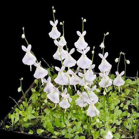 Utricularia Sandersonii Flower Seeds