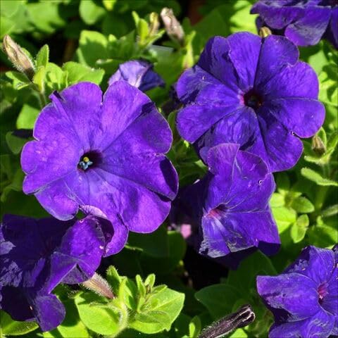 Purple Petunia Flower Seeds