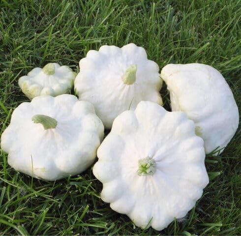 White Squash vegetable seeds vegetable seeds for Home Gardening, Fast Growing Backyard Harvest for kitchen garden planting