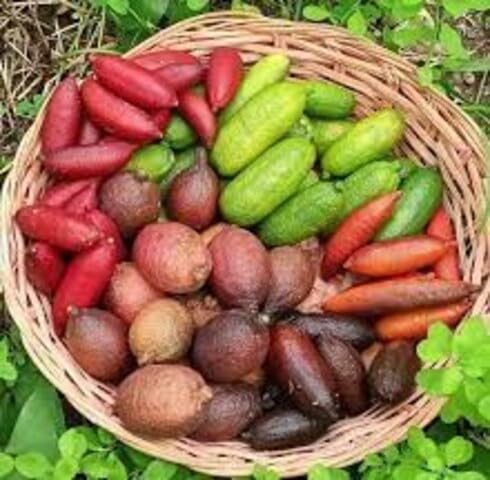 Mixed Caviar Lime vegetable seeds - Heirloom, Organic, Non Gmo Garden Seeds for kitchen garden planting