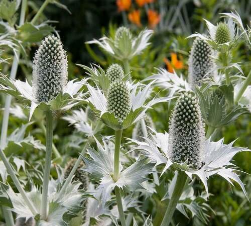 Green Eryngium Flower Seeds