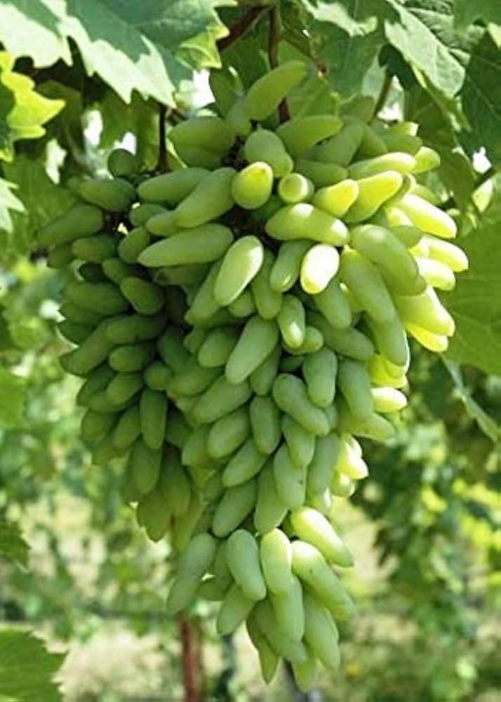 Grape Fruit Fresh White Bearing