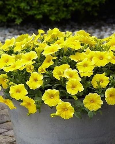 Yellow Double Petunia Flower Seeds
