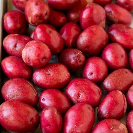 Red Potato vegetable seeds - Heirloom, Organic, Non Gmo Garden Seeds for kitchen garden planting