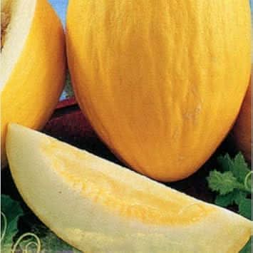 yellow melon fruit grow sweet melons in your yard Fruit seeds