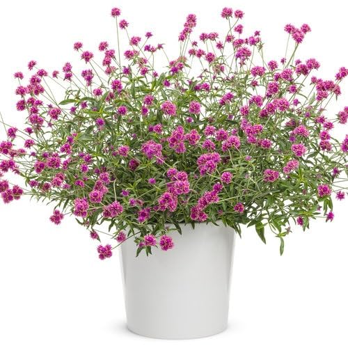 Pink Gomphrena Flower Seeds
