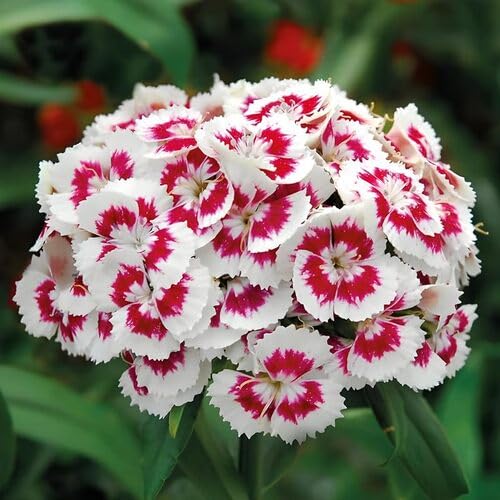 Red White Dianthus Flowert Seeds