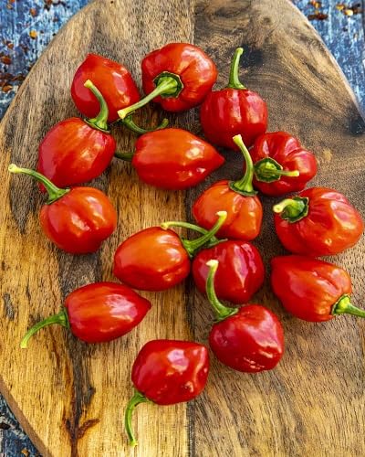 Red Habanero Pepper vegetable seeds - Heirloom, Organic, Non Gmo Garden Seeds for kitchen garden planting