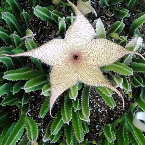 White Stapelia Flower Seeds