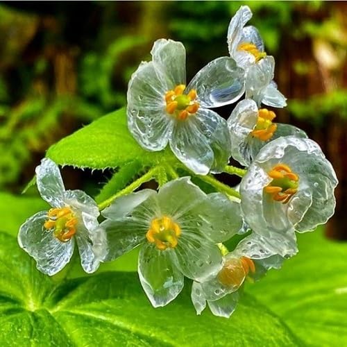 White Diphylleia Flower Seeds
