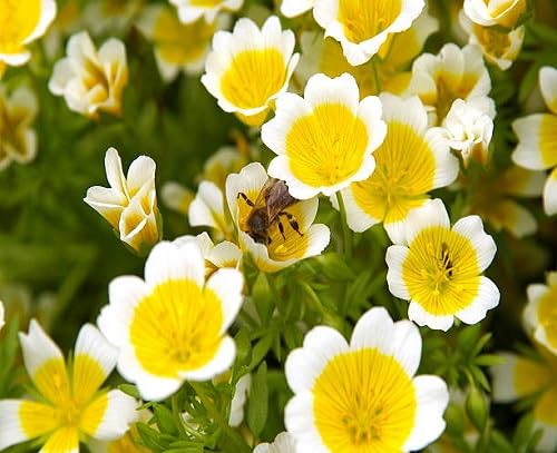 Fres Limnanthes Douglasii Flower Seeds