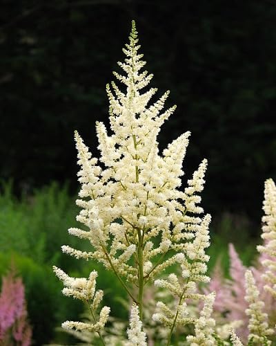 Culvers Root vegetable seeds vegetable seeds for Home Gardening, Fresh Seasonal Vegetable Planting for kitchen garden planting