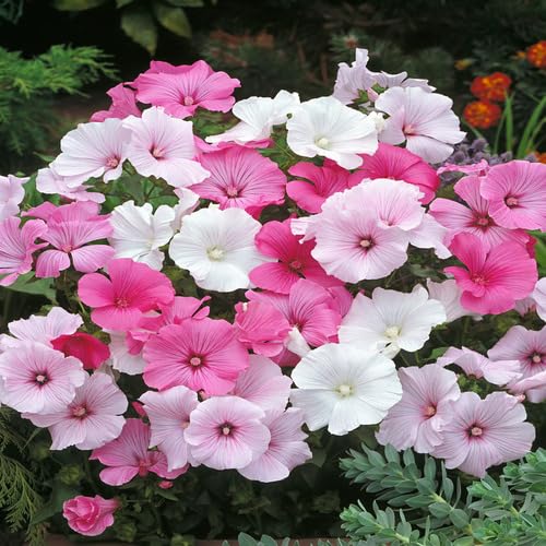 Mixed Lavatera Flower Seeds