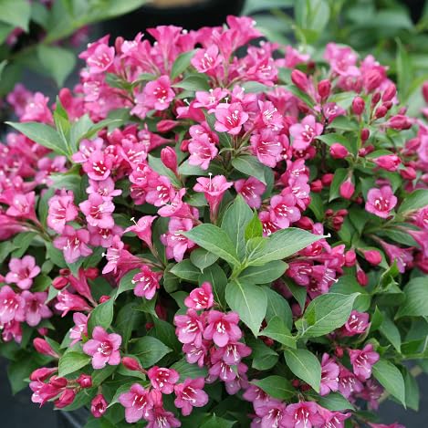 Weigela Flower Seeds