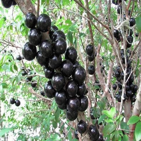 Black Jabuticaba Fruit fruit seeds for organic garden planting