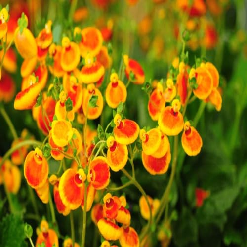 Yellow Giant Calceolaria Flower Seeds