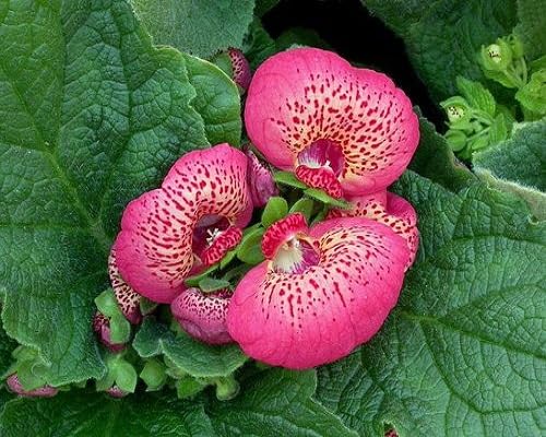 pink calceolaria flower seeds