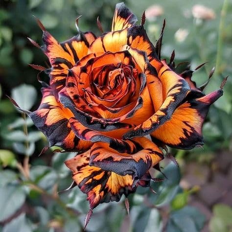 orange black rose flower