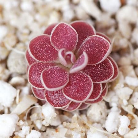 Red Butterwort Flower Seeds