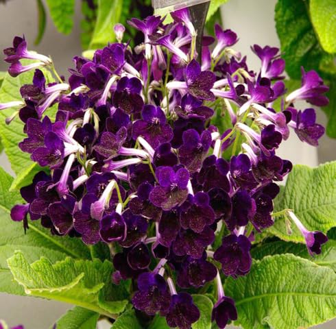 Violet Streptocarpus Flower Seeds