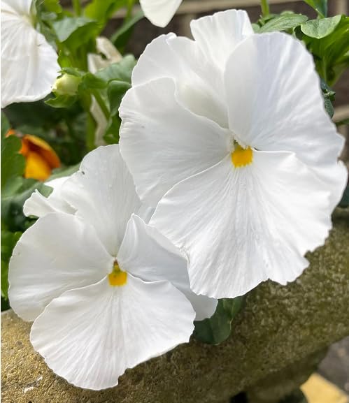 White Giant Pansy Flower Seeds