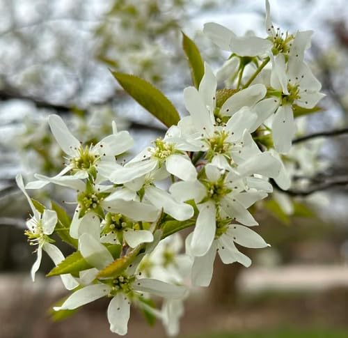 amelanchier flower seeds flower