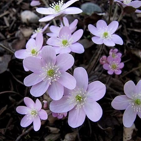 Light Voilet Hepatica Flower Seeds