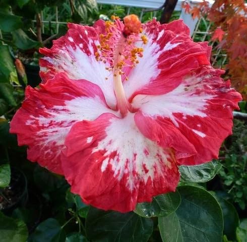 Red White Hibiscus Flower Seeds