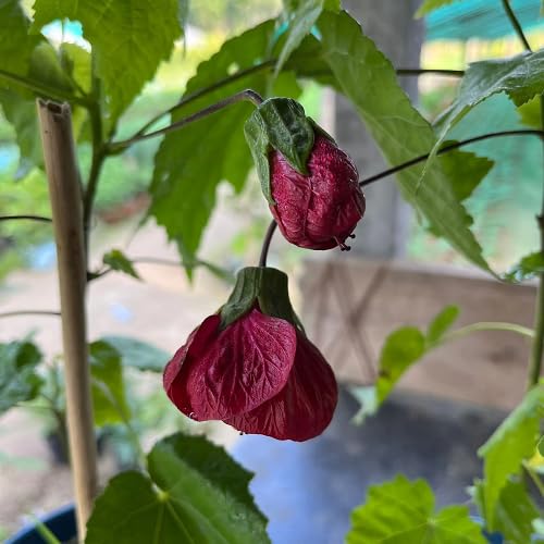 Red Lantern Hibiscus Flower Seeds