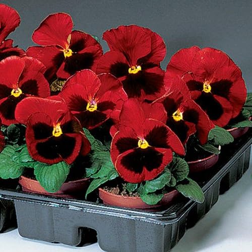 Red Pansy Flower Seeds