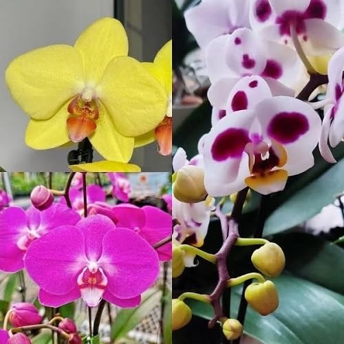 Mixed Phalaenopsis Orchid Flower Seeds for Planting Heirloom Non-GMO High Germination Organic Garden Seeds for Backyard Garden Beauty