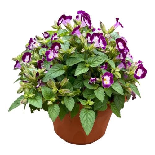 Purple Torenia Flower Seeds