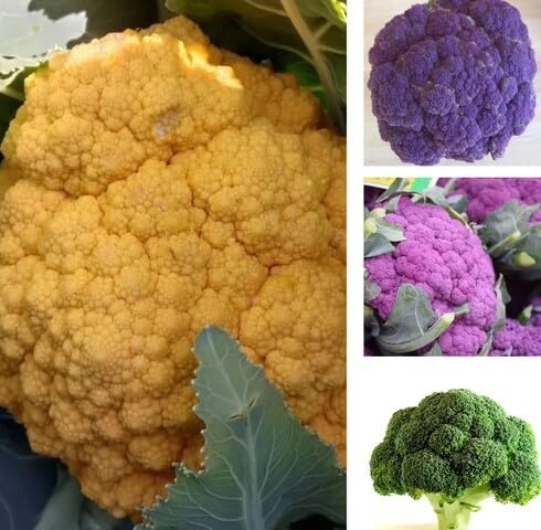 Mixed Broccoli vegetable seeds vegetable seeds for Home Gardening, Easy Grow Farm Fresh Produce for kitchen garden planting