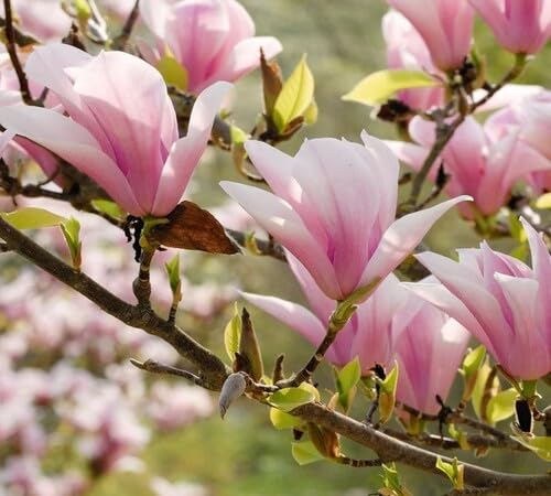 Pink White Magnolia Flower Seeds