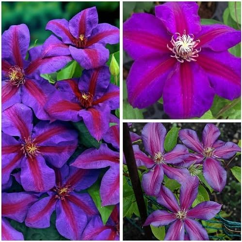 Purple Giant Clematis Flower Seeds