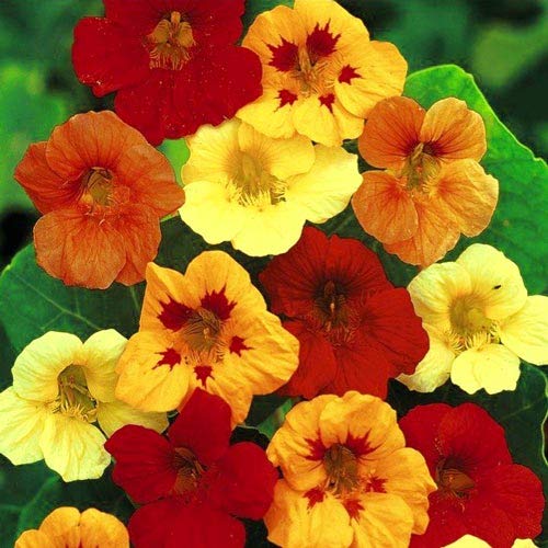 Yellow Cress Flower Seeds