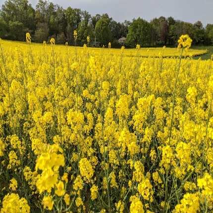 Yellow Rapeseed Flower Seeds