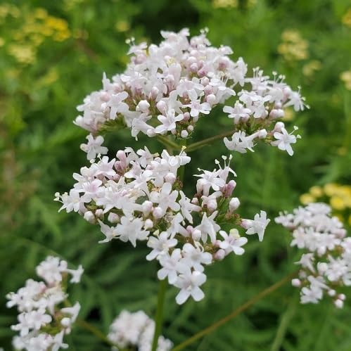 White Valerian Flower Seeds