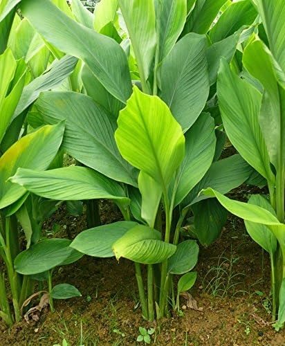 Turmeric Plant Seeds Green herb seeds - heirloom, natural growing garden seeds