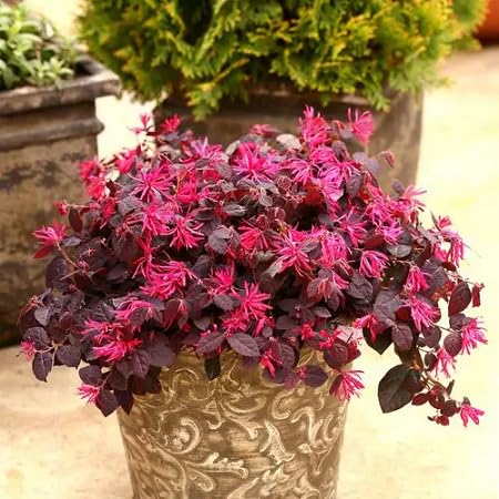loroco Flower Seeds