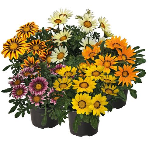 mixed gazania flower seeds