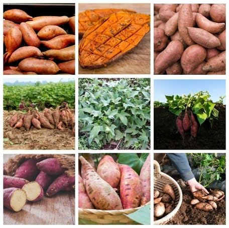Mixed Sweet Potato Vegetable Seeds Heirloom, Non-GMO for Home Garden Planting