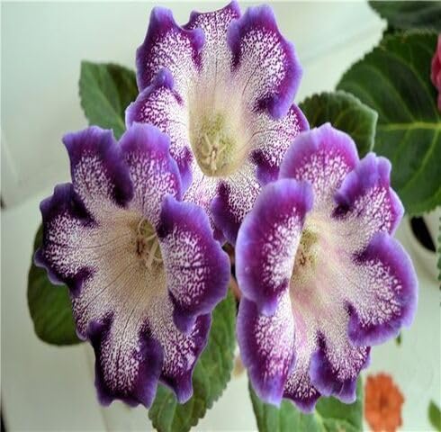 White Purple Gloxinia Flower Seeds