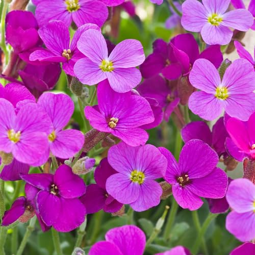 Pink Cress Aubrieta Flower Seeds