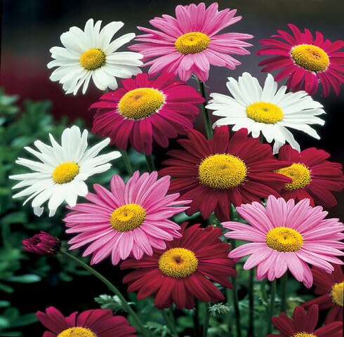 Mixed Pyrethrum Flower Seeds