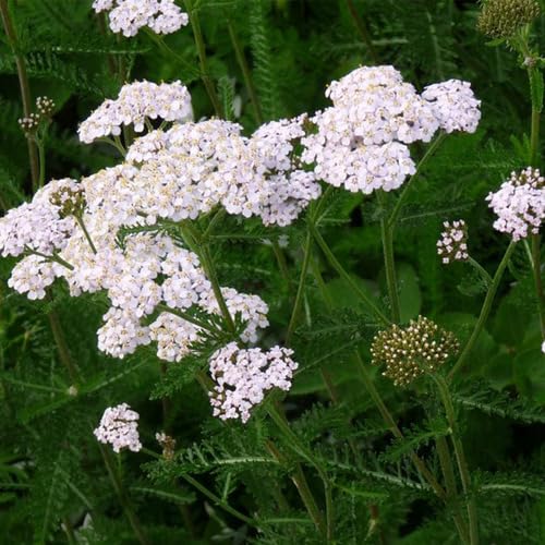 White Achillea Millefolium Flower Seeds